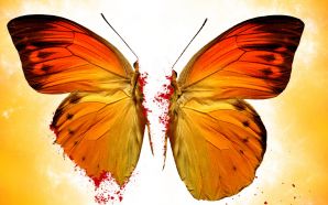 Butterfly beautiful Wallpaper