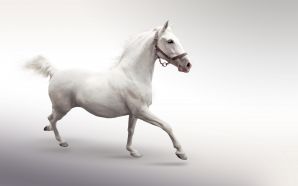 Wide Horse desktop wallpapers
