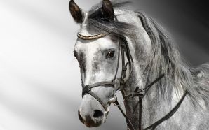 Horse desktop wallpaper