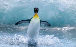 Antarctic Penguin