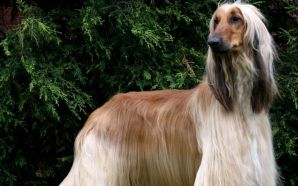 Dogs Afghan Hound wallpapers