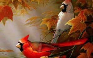 Cardinals birds - Autumn Cardinals