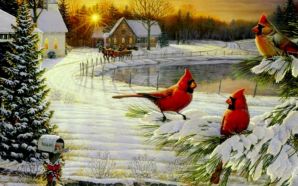 Cardinals birds - Cardinal's Christmas