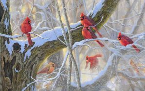 Cardinals birds - Winter Reds
