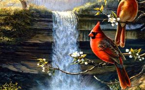 Cardinals birds - HERITAGE CARDINALS