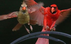 Cardinals birds - FLYING FOR FOOD