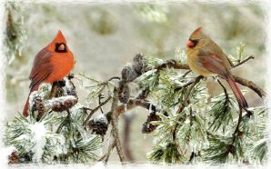 Cardinals birds - Northern Cardinals - Birds