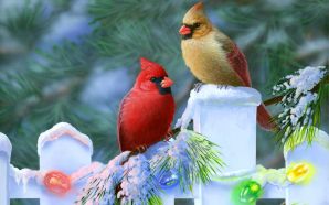 Cardinals birds - CHRISTMAS CARDINALS