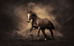 Horse wallpaper - Beautiful Horse