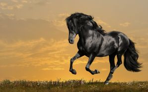 Horse wallpaper - Black Beauty