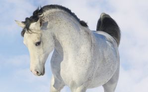 Horse wallpaper - White Beauty