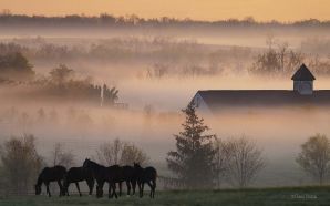 Horse wallpaper - Foggy Horsefarm