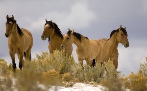 Horse wallpaper - four horses