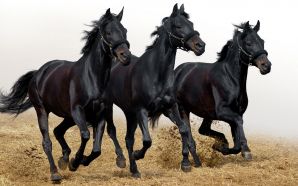 Horse wallpaper - Black horse trio