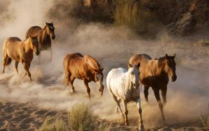 Horse wallpaper - Horses