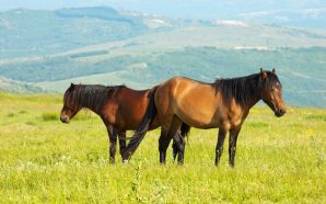 Horse wallpaper - Horses