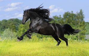 Horse wallpaper - running black horse