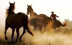 Horse wallpaper - Horses running