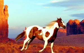 Horse wallpaper - Painted Desert