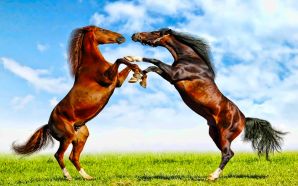 Horse wallpaper - Fight Of Horses
