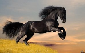 Horse wallpaper - horse