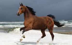Horse wallpaper - majestic brown horse