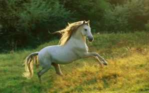 Horse wallpaper - horse runs in the forest