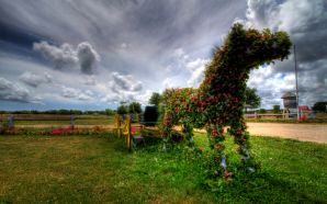 Horse wallpaper - horsie grass