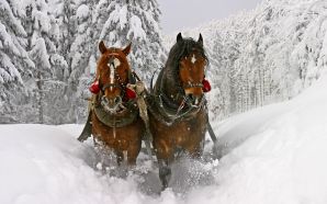 Horse wallpaper - dashing through the snow