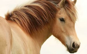Horse wallpaper - horse's head