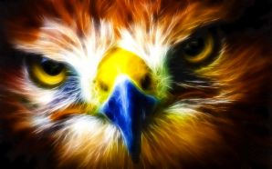 eagle wallpaper