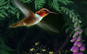 Hummingbird - hummingbird forest