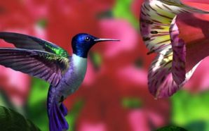 Hummingbird - hummingbird