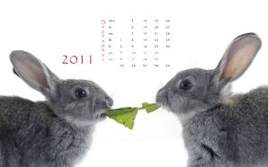2011 Rabbit calendar wallpaper