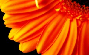 Pure Orange Flower 1080p