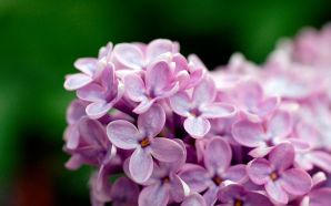 Light Purple Flowers 1080p
