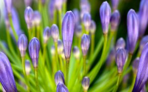 Purple 1080p Flower