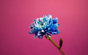 Blue in Pink Background