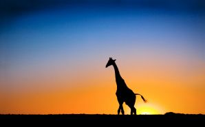 Sunset & Giraffe Botswana