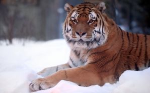 Tiger Snow Wide