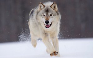 Gray Wolf Minnesota
