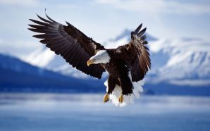 Bald Eagle in Flight Alaska