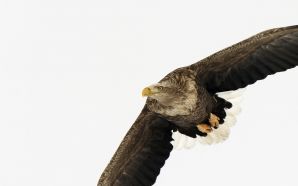 White Tailed Eagle Japan