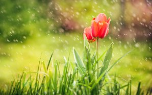 Red Tulip Rain